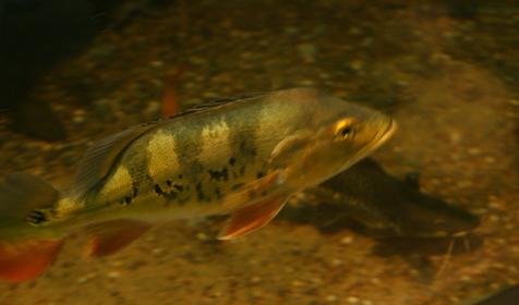Океанариум Sochi Discovery World Aquarium, г. Сочи