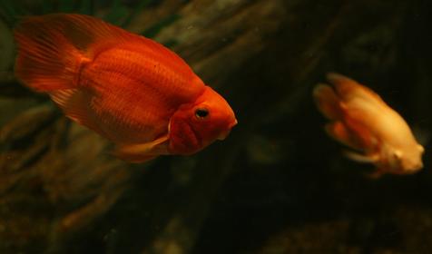 Океанариум Sochi Discovery World Aquarium, г. Сочи