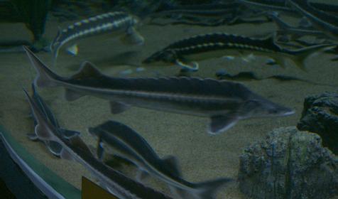 Океанариум Sochi Discovery World Aquarium, г. Сочи