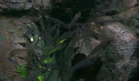 Океанариум Sochi Discovery World Aquarium, г. Сочи