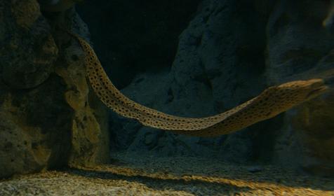 Океанариум Sochi Discovery World Aquarium, г. Сочи