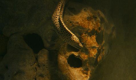 Океанариум Sochi Discovery World Aquarium, г. Сочи