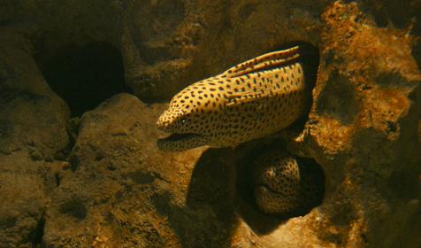 Океанариум Sochi Discovery World Aquarium, г. Сочи