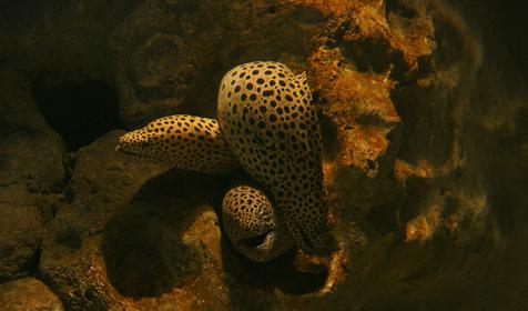 Океанариум Sochi Discovery World Aquarium, г. Сочи