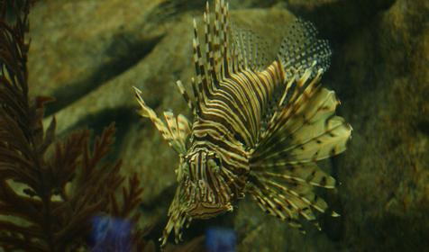 Океанариум Sochi Discovery World Aquarium, г. Сочи