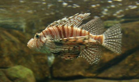 Океанариум Sochi Discovery World Aquarium, г. Сочи