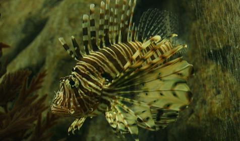 Океанариум Sochi Discovery World Aquarium, г. Сочи