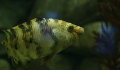 Океанариум Sochi Discovery World Aquarium, г. Сочи