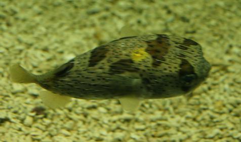 Океанариум Sochi Discovery World Aquarium, г. Сочи