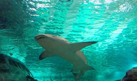 Океанариум Sochi Discovery World Aquarium, г. Сочи