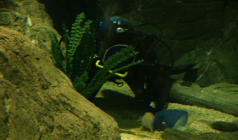 Океанариум Sochi Discovery World Aquarium, г. Сочи