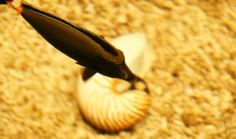 Океанариум Sochi Discovery World Aquarium, г. Сочи