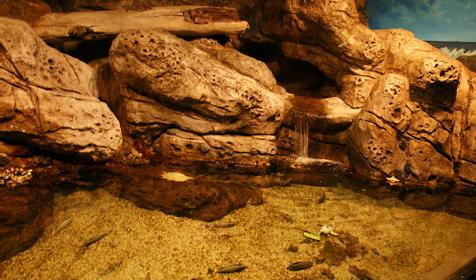 Океанариум Sochi Discovery World Aquarium, г. Сочи