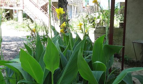 Территория. Гостевой дом Алеандр, г. Сочи, Лазаревский район, п. Лоо