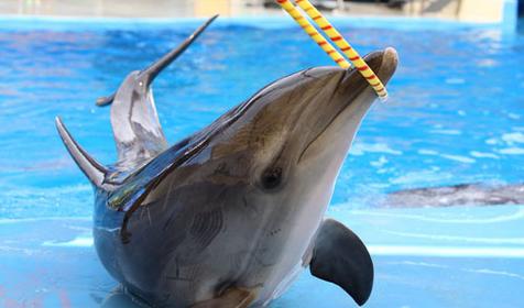 Морской комплекс Анапский Дельфинарий, г. Анапа