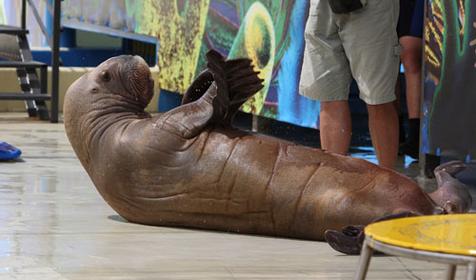 Дельфинарий Немо