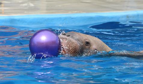 Дельфинарий Немо