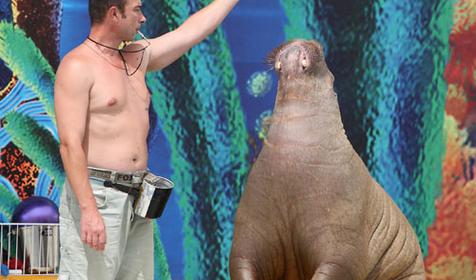 Дельфинарий Немо