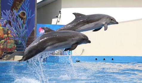 Морской комплекс Анапский Дельфинарий, г. Анапа
