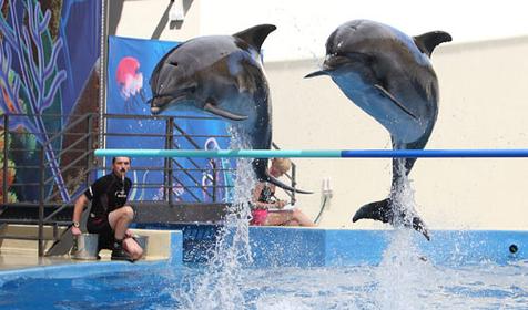 Морской комплекс Анапский Дельфинарий, г. Анапа