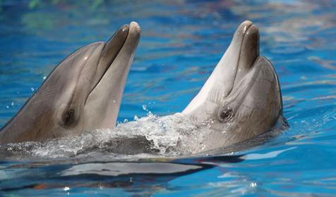 Морской комплекс Анапский Дельфинарий, г. Анапа