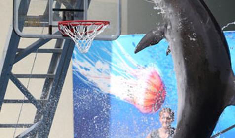 Дельфинарий Немо