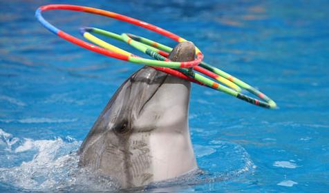 Дельфинарий Немо