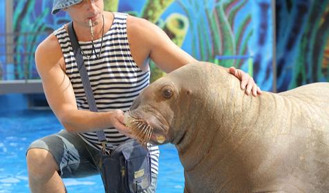 Морской комплекс Анапский Дельфинарий, г. Анапа