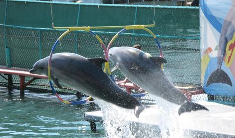 Дельфинарий, гостиница "Крафт-отель" расположен в г. Анапа