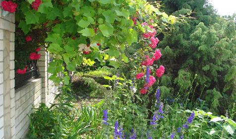 Территория. Гостевой дом Молдованочка, г. Анапа, ст. Благовещенская