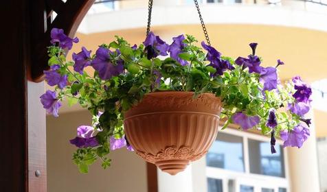 Отель Эдельвейс, г. Сочи, Адлерский район