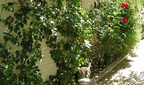 Территория. Гостевой дом Удача, г. Геленджик, с. Архипо-Осиповка