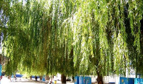 Территория. Пансионат Приазовье, г. Ейск