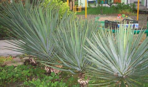 Гостевой дом Лика-Ника, г. Сочи, Лазаревский район, п. Лоо