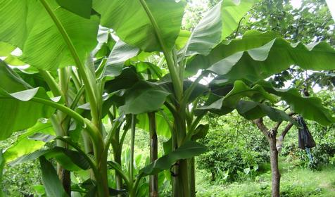 Частный дом Андрей, г. Сочи, п. Лоо