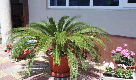 Отель Эдельвейс, г. Сочи, Адлерский район