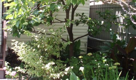 Частный дом Альбина, г. Сочи, Адлерский район