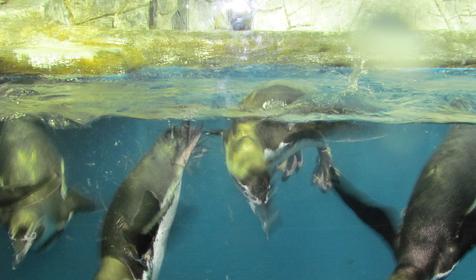 Морской комплекс Анапский Дельфинарий, г. Анапа