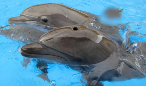 Дельфинарий Немо