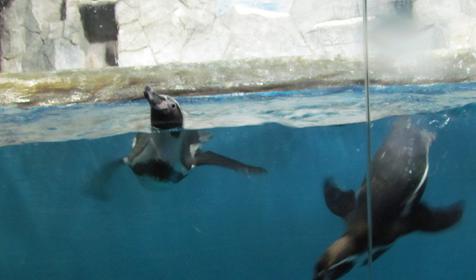 Морской комплекс Анапский Дельфинарий, г. Анапа