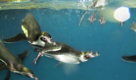 Морской комплекс Анапский Дельфинарий, г. Анапа