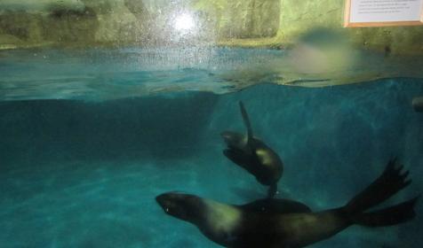 Морской комплекс Анапский Дельфинарий, г. Анапа