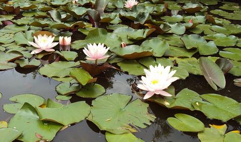 Музей ландшафтного образа. Санаторий Белая Русь, Туапсинский район, п. Майский