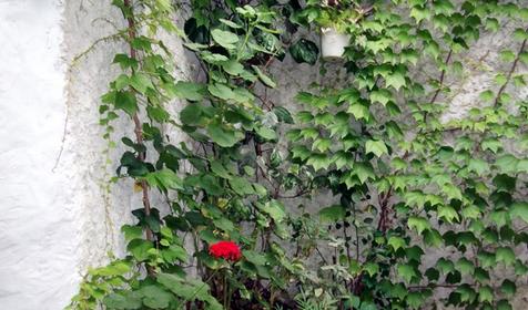 Частный дом В доме у Юлии, г. Сочи, Адлерский р-н