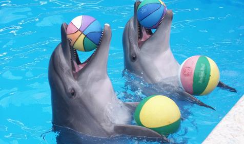 Сочинский дельфинарий Акватория, г. Сочи, Адлерский район, Адлер