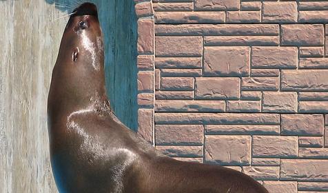 Сочинский дельфинарий Акватория, г. Сочи, Адлерский район, Адлер