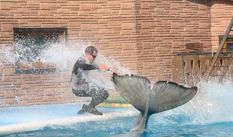 Сочинский дельфинарий Акватория, г. Сочи, Адлерский район, Адлер