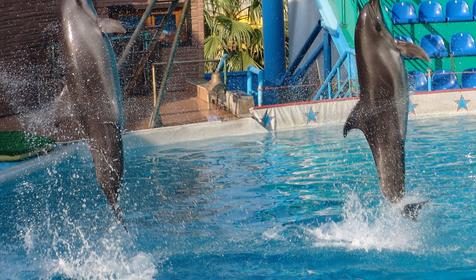 Сочинский дельфинарий Акватория, г. Сочи, Адлерский район, Адлер