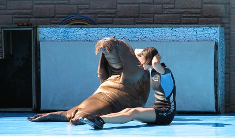 Сочинский дельфинарий Акватория, г. Сочи, Адлерский район, Адлер