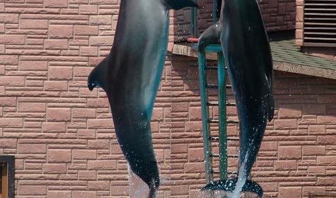 Сочинский дельфинарий Акватория, г. Сочи, Адлерский район, Адлер